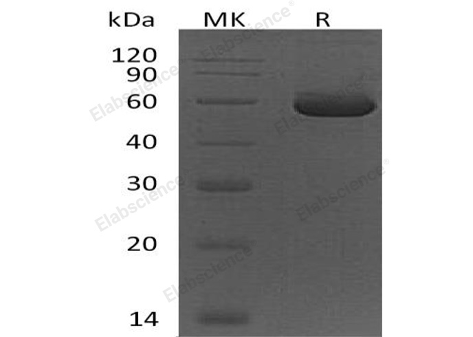 Валидация Elabscience PKSH032873(3278)