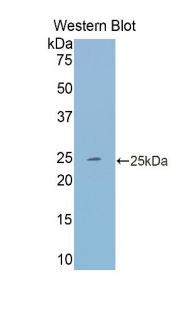 48809