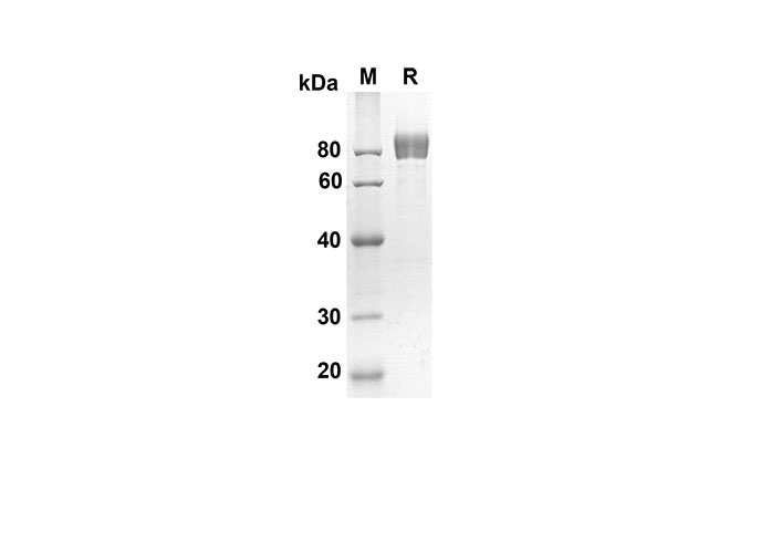 Валидация Elabscience PDMM100086(1056)