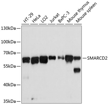 Валидация Elabscience E-AB-63627
