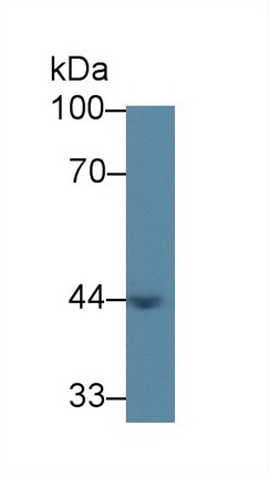 12826