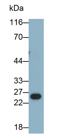 53269