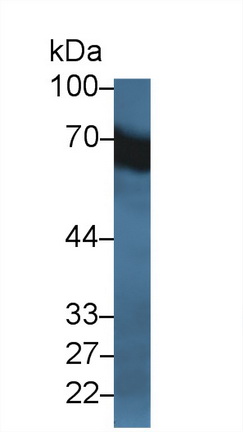 12342