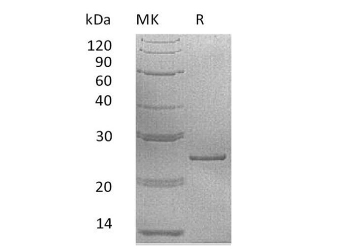 Валидация Elabscience PKSH033553(3852)