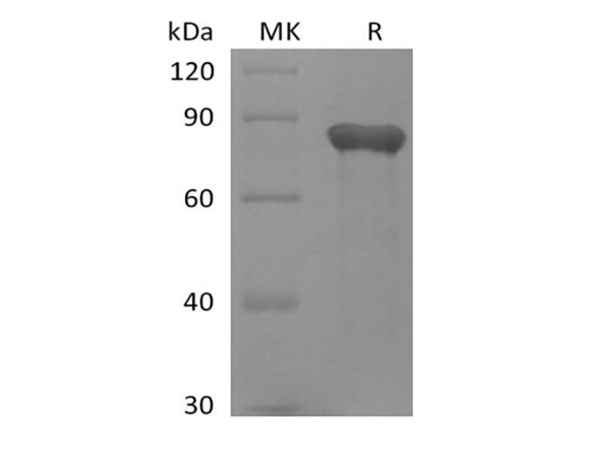 Валидация Elabscience PKSH033928(4157)