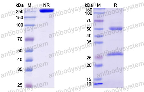 Валидация SDS-PAGE - AntibodySystem DHD34001