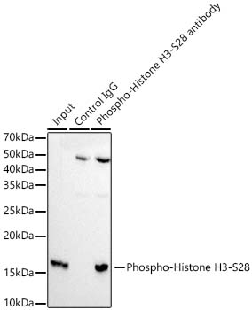 AP1431, иммунопреципитация, экстракты клеток HeLa (25449)