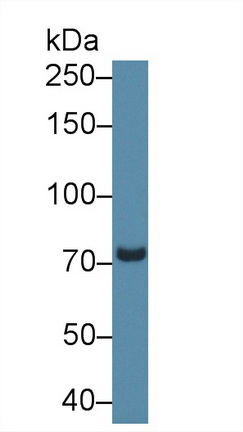 28366