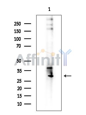 Валидация Affinity DF16063 - 12617