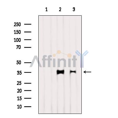 Валидация Affinity DF6280 - 17585