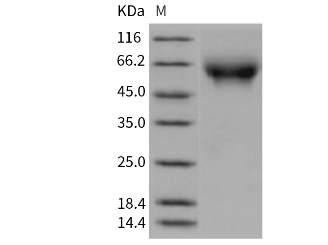 Валидация Elabscience PKSR030409(5744)