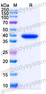 Валидация SDS-PAGE - AntibodySystem RHN07103