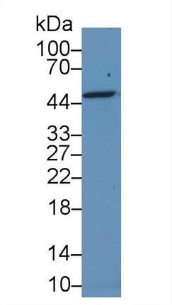14709