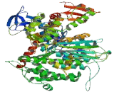 Myosin Heavy Chain 1, Skeletal Muscle, Adult (MYH1)
