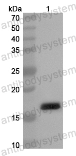 Валидация AntibodySystem PHB26801
