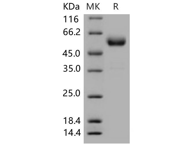 Валидация Elabscience PKSM040644(4628)
