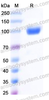 EHJ26402, SDS-PAGE