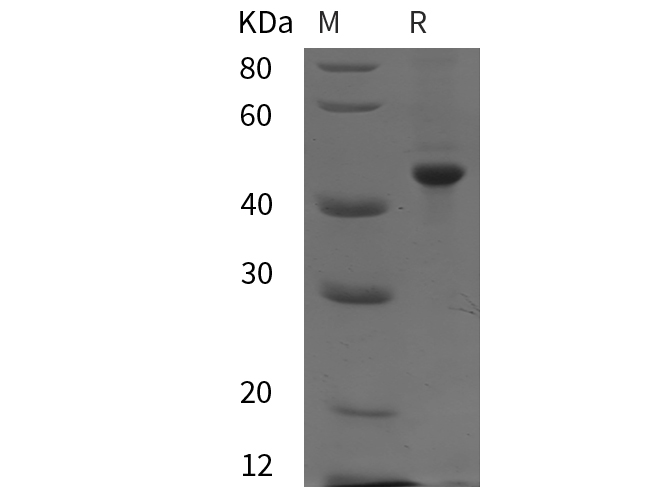 Валидация Elabscience PDEH101086(466)