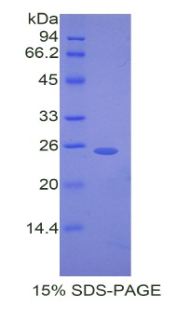 45783