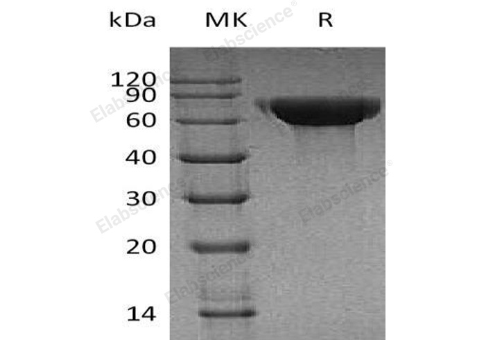 Валидация Elabscience PKSH031891(2509)