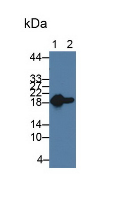 10516