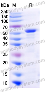Валидация AntibodySystem YHD25301