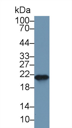 10297