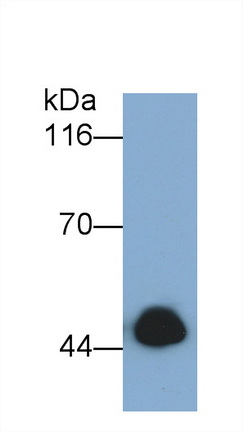 30732