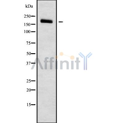 Валидация Affinity DF9206 - 21601