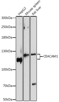 Валидация Elabscience E-AB-60416