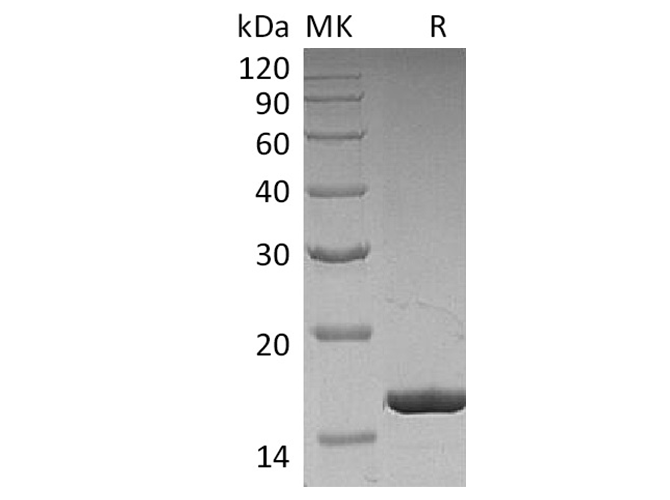 Валидация Elabscience PKSH033663(3947)