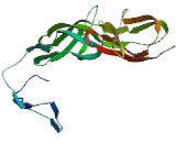 Receptor II For The Fc Region Of Immunoglobulin G (FcgRII)