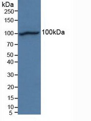 4091
