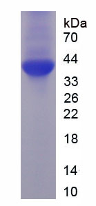 54363