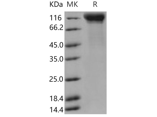 Валидация Elabscience PKSM040866(4822)