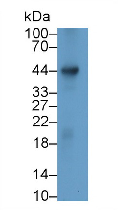 52610