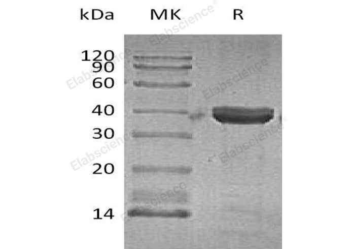 Валидация Elabscience PKSH031822(2451)