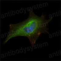 Валидация IF - AntibodySystem RHG10304