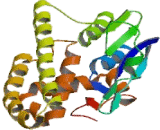 Glutathione S Transferase Mu 2, Muscle (GSTm2)