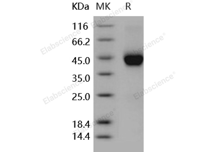 Валидация Elabscience PKSH031812(2445)
