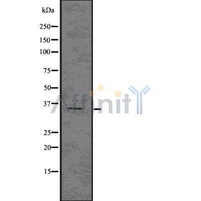 Валидация Affinity DF7599 - 19369