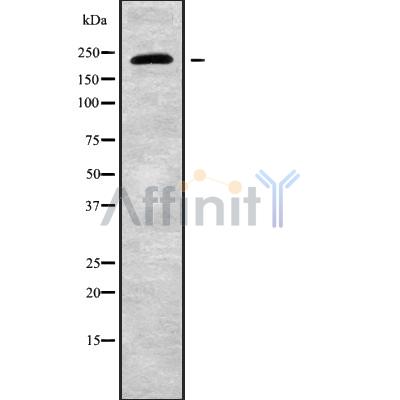 Валидация Affinity DF9381 - 21915