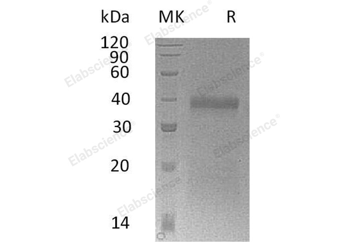 Валидация Elabscience PKSM041058(4984)