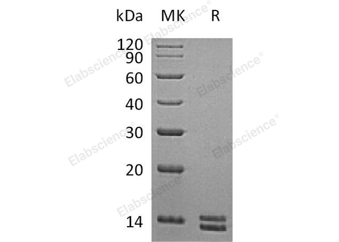 Валидация Elabscience PKSH031245(1997)