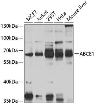 Валидация Elabscience E-AB-67952