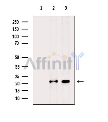 Валидация Affinity DF14648 - 10686