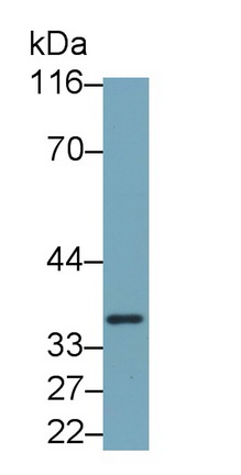 64939