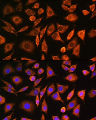 Валидация Elabscience E-AB-92695