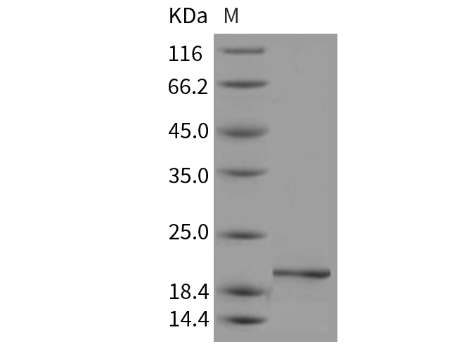 Валидация Elabscience PKSM040395(4395)