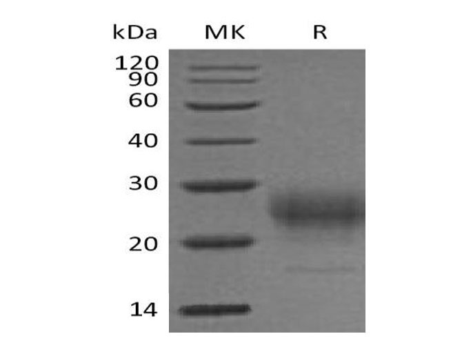 Валидация Elabscience PKSM041098(5017)